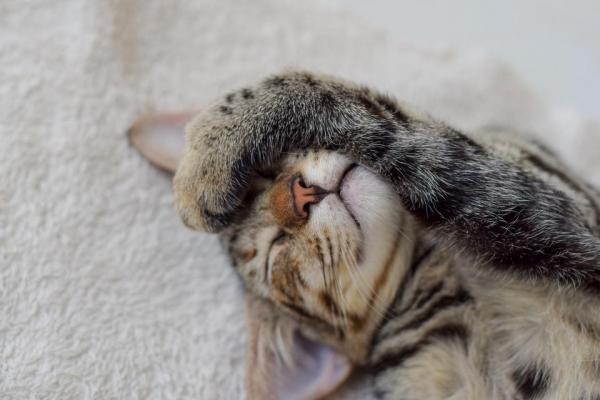 Why Does Your Cat Sleep On You Every Night?