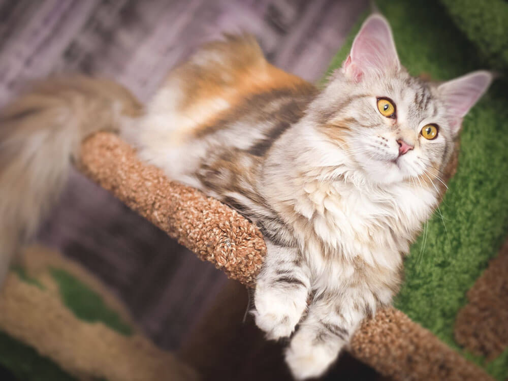 Are Maine Coon Cats Good Pets?