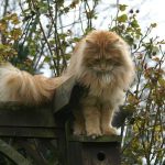Are Maine Coons Clumsy?