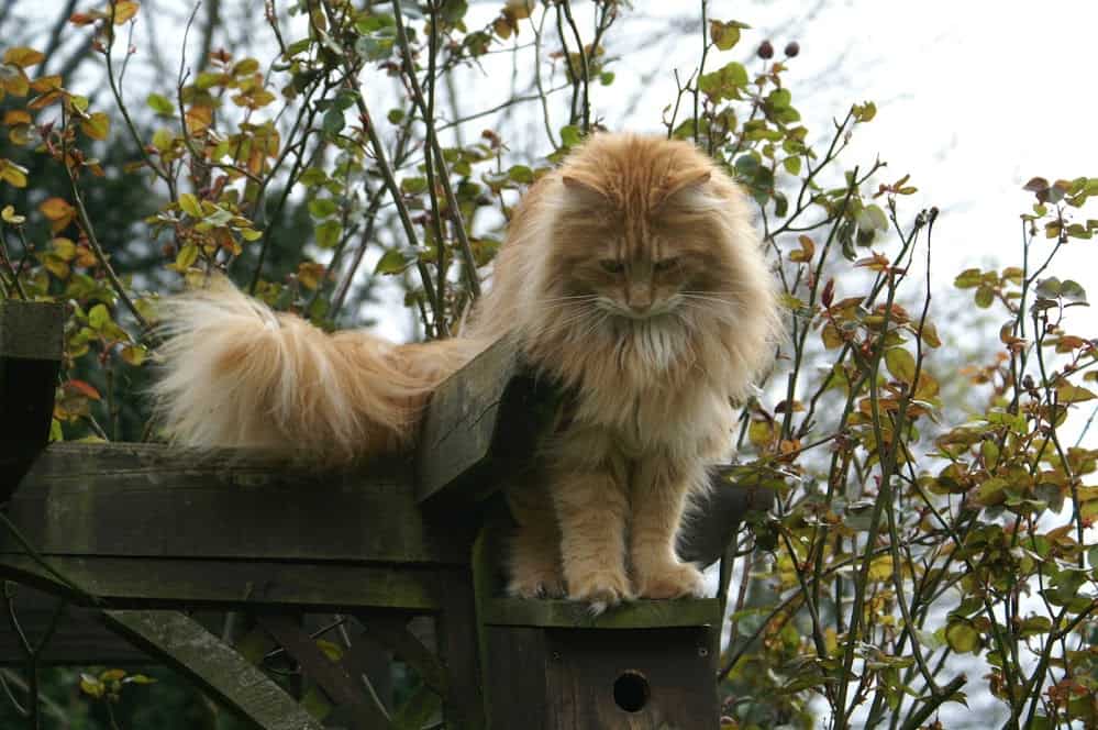 Are Maine Coons Clumsy?