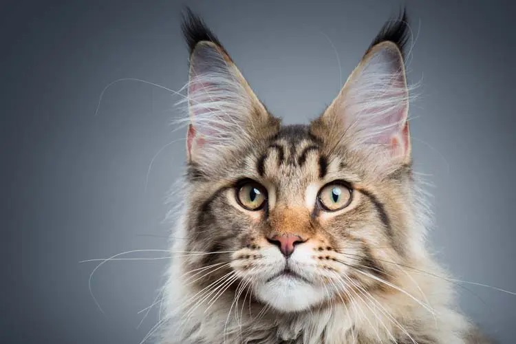 Are Maine Coons Easy To Train?