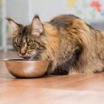 Are Maine Coons Fussy Eaters?