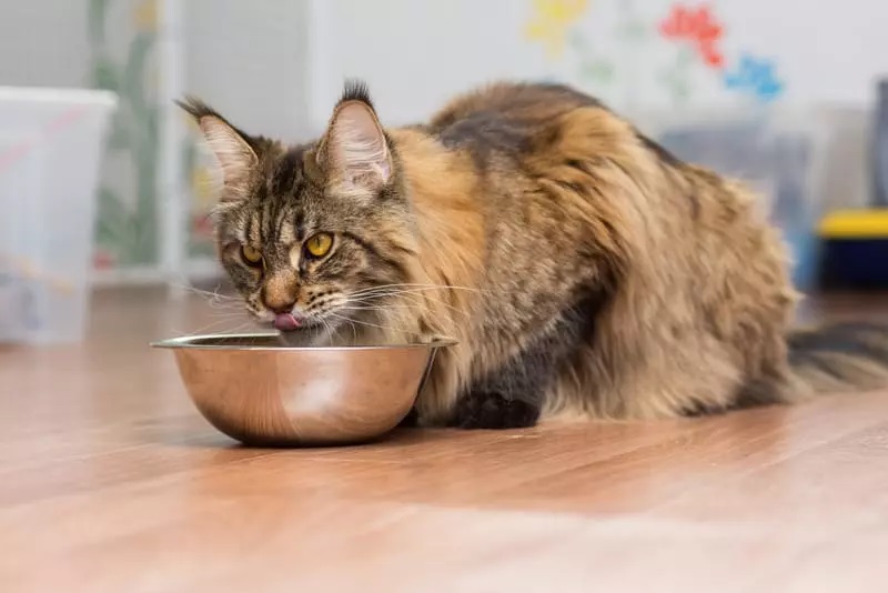 Are Maine Coons Fussy Eaters?