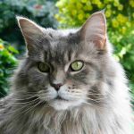 Are Maine Coons Protective?
