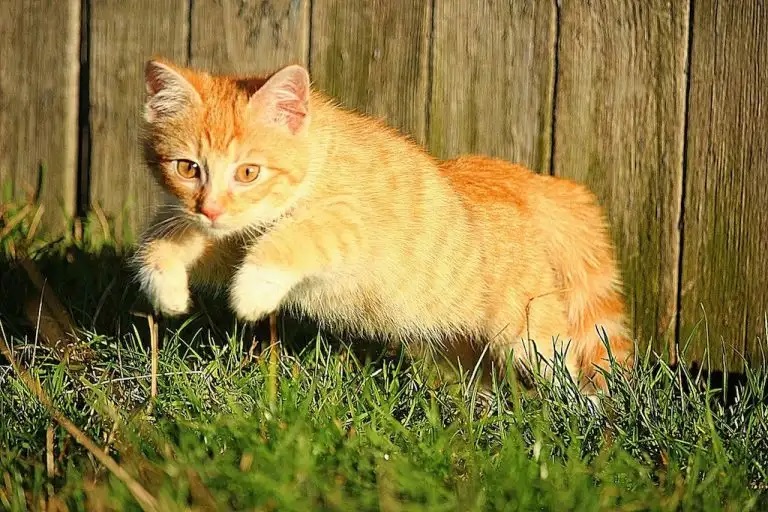 Can A Maine Coon Jump Escape Your Yard?