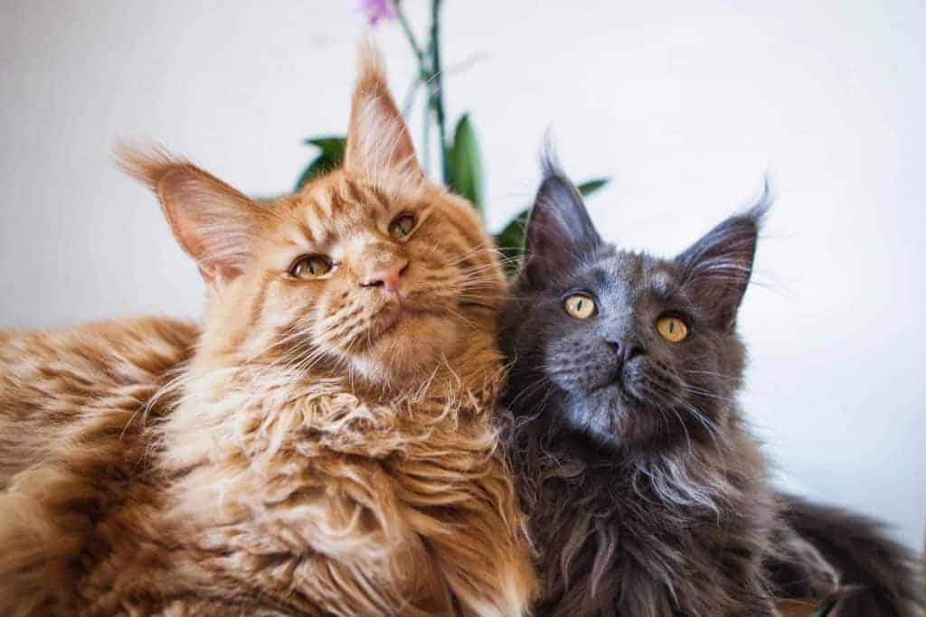 Can Maine Coon Cats Live with Other Cats?