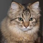 Can Maine Coons Be Small?