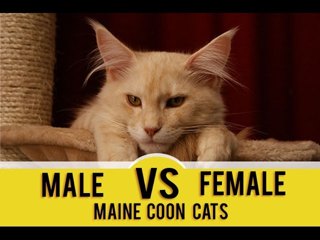 Difference Between Male And Female Maine Coon Cat