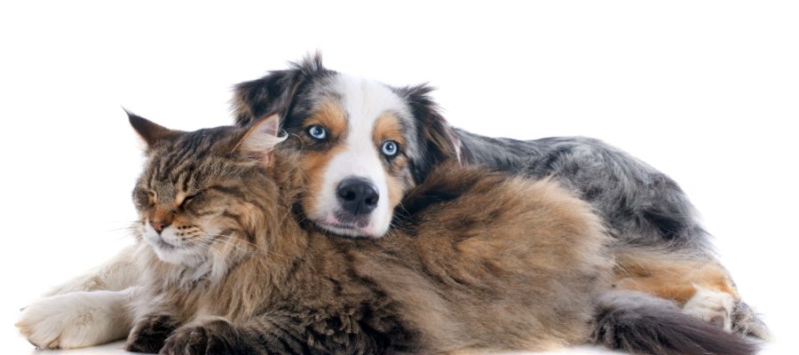 Do Maine Coon Cats Get Along with Dogs?