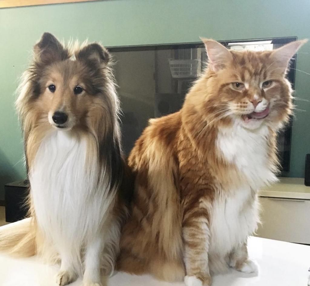 Do Maine Coon Cats Like Dogs?