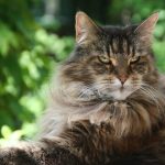 Do Maine Coon Cats Like To Travel?
