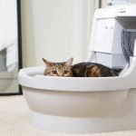 Do Maine Coon Cats Use a Litter Box?