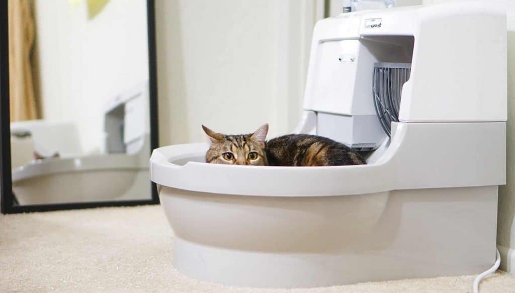 Do Maine Coon Cats Use a Litter Box?