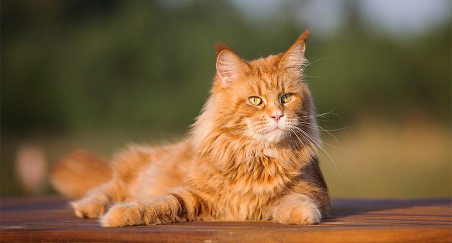 Do Maine Coon Cats like to wander?