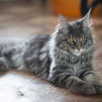 Do Maine Coons Die Easily?