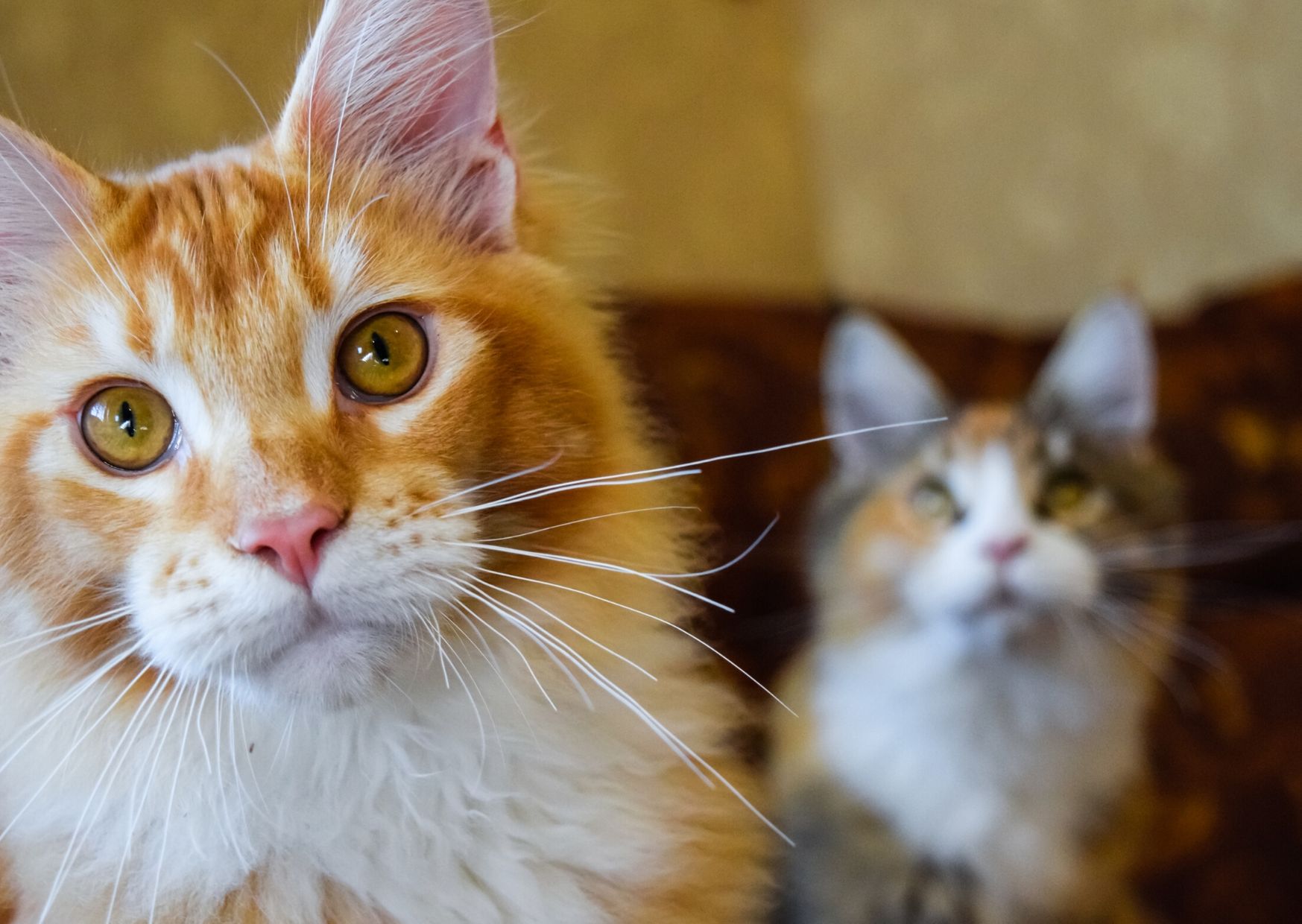 Ginger Maine Coon