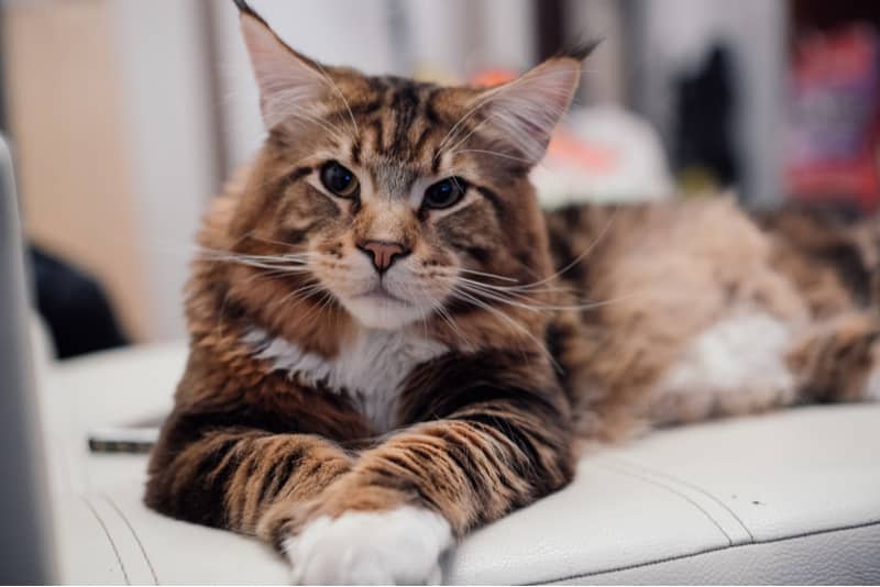 How Do Maine Coon Cats Die?