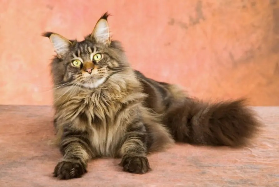 How Do Your Train your Maine coon cat to Sit?