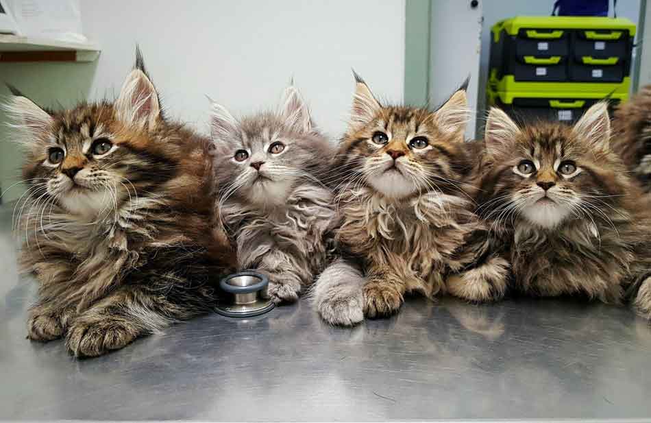 How Much Is An Adopted Maine Coon Kitten?