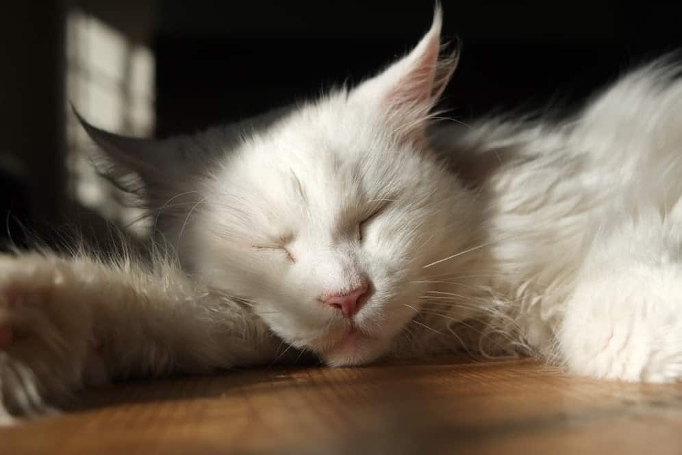 How Much Sleep Should A Maine Coon Have?