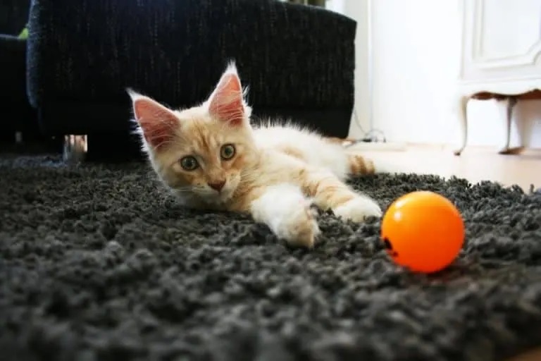 How To Keep a Maine Coon Growth Chart