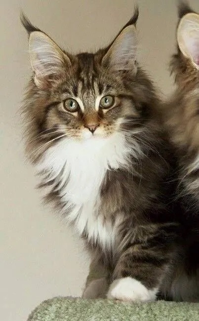 How can You tell how big Your Maine Coon Cat will get?
