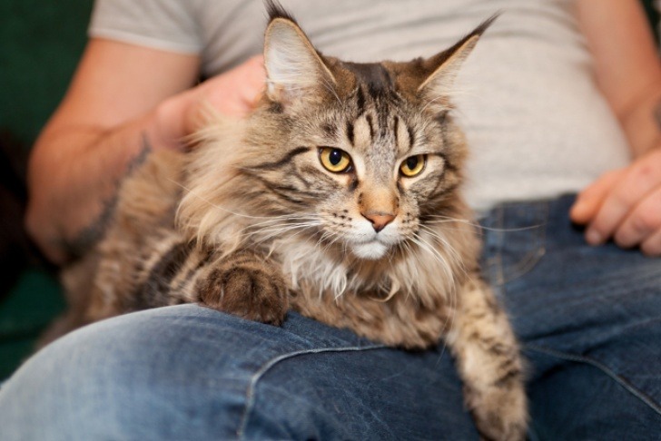 How do Maine Coon Cats Cool Down?