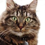 How to Care For A Maine Coon