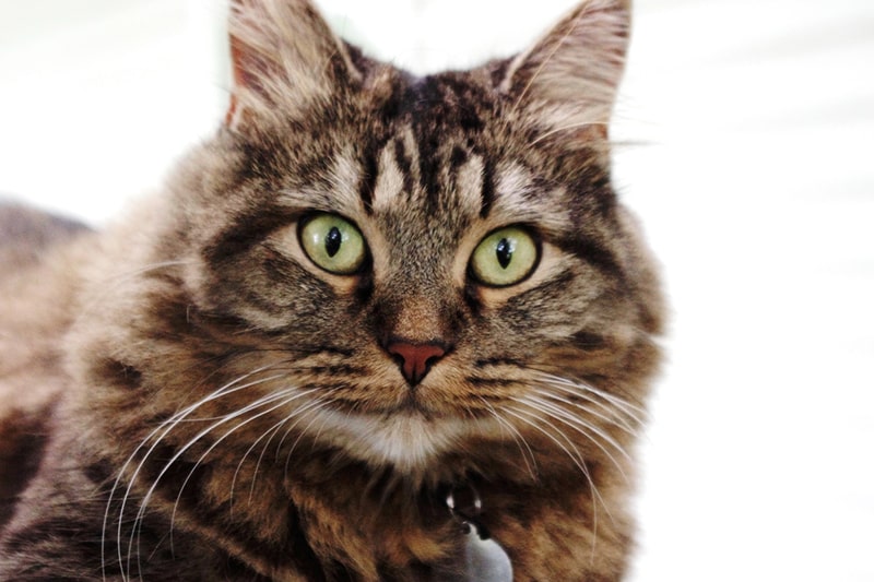 How to Care For A Maine Coon