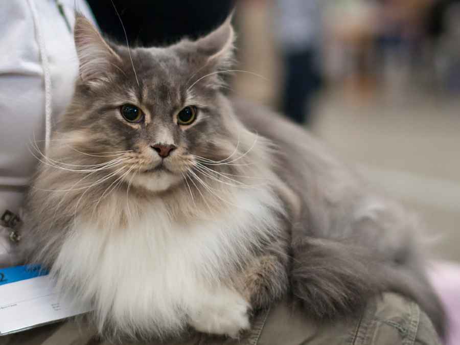 How to Guide Maine Coon Cat Grooming