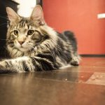 How to Keep Your Maine Coon Happy