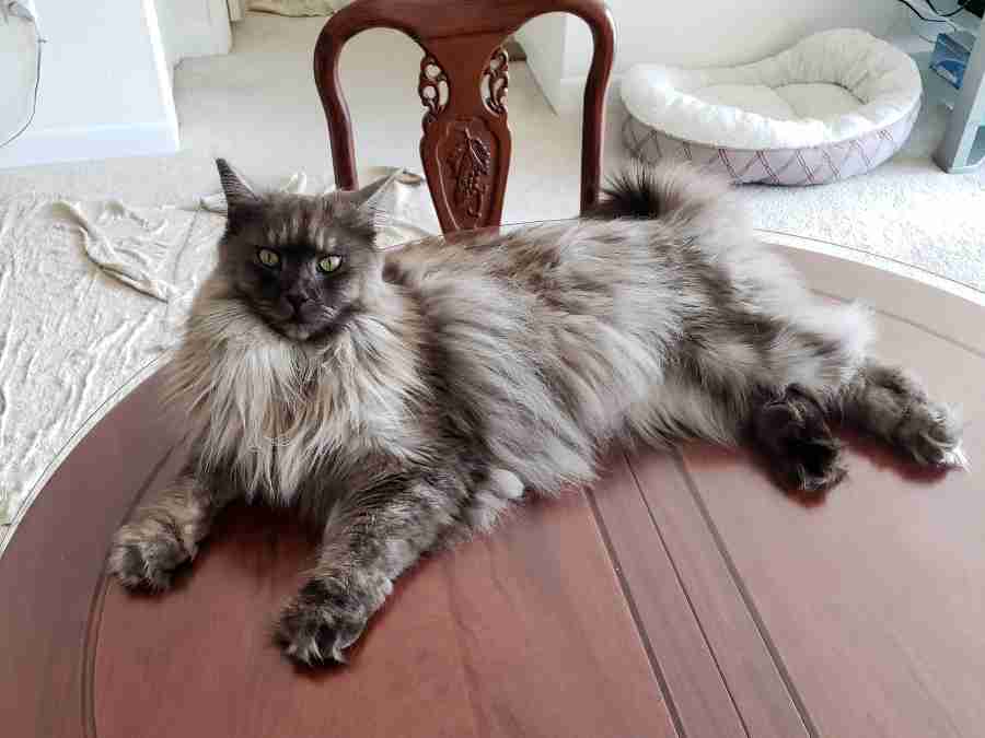 How to Stop Your Maine Coon from being a Fussy Eater