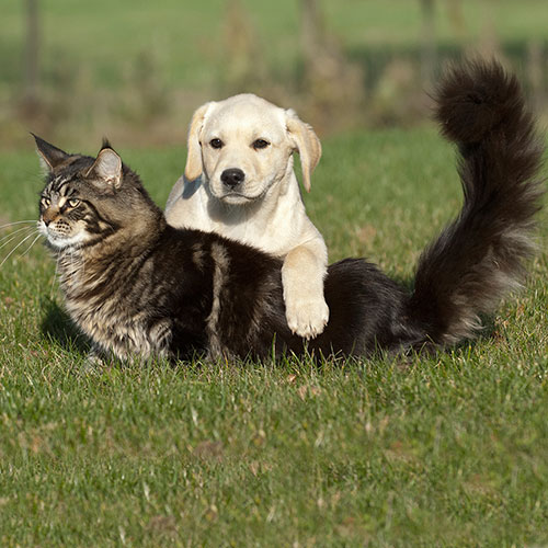 How to introduce a Maine Coon to a dog