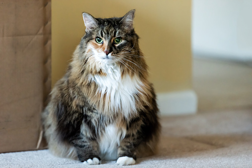 How to tell if your Maine Coon is overweight