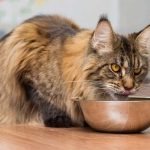Is your Maine Coon overweight?
