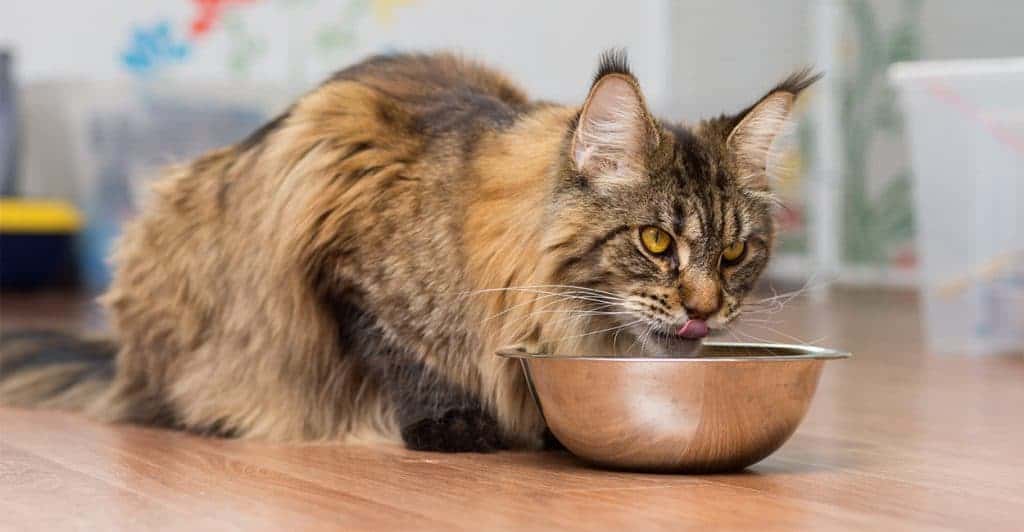 Is your Maine Coon overweight?