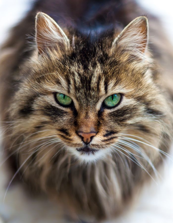 Maine Coon Eye Problems