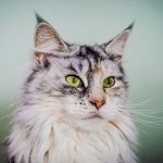 Maine Coon Eyes