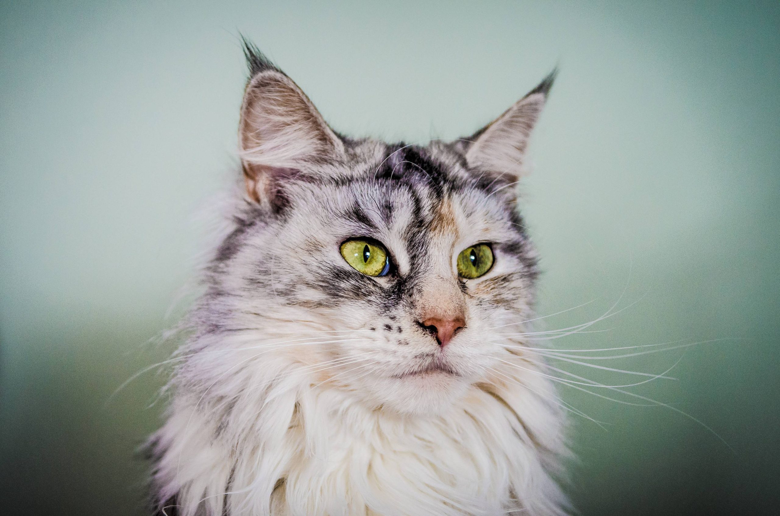 Maine Coon Eyes