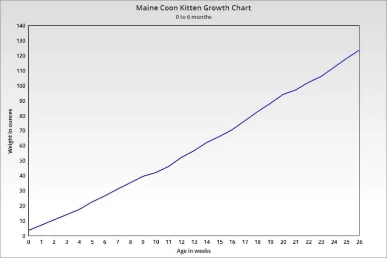 Maine Coon Growth Chart