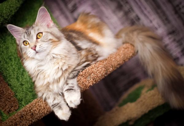 Maine Coon Growth Stages