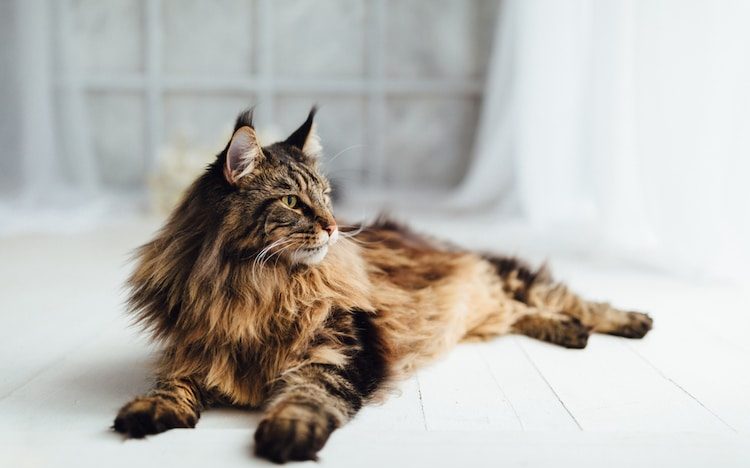 Maine Coon Health Issues