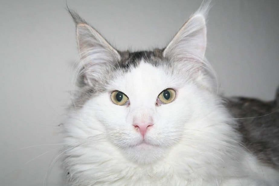 Maine Coon Weight Chart