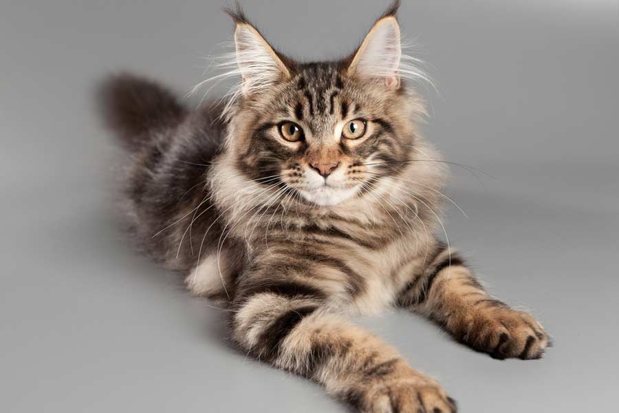 Maine Coon behavioural characteristics