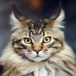 Maine Coon's yellow eyes