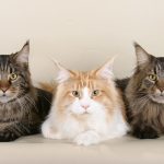 Male Vs. Female Maine Coon Cat