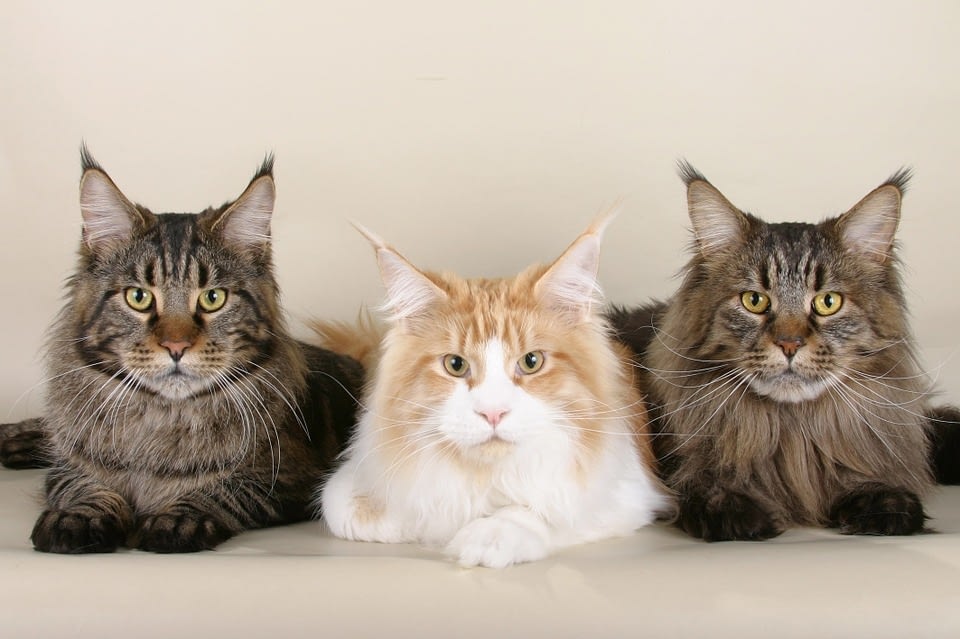 Male Vs. Female Maine Coon Cat