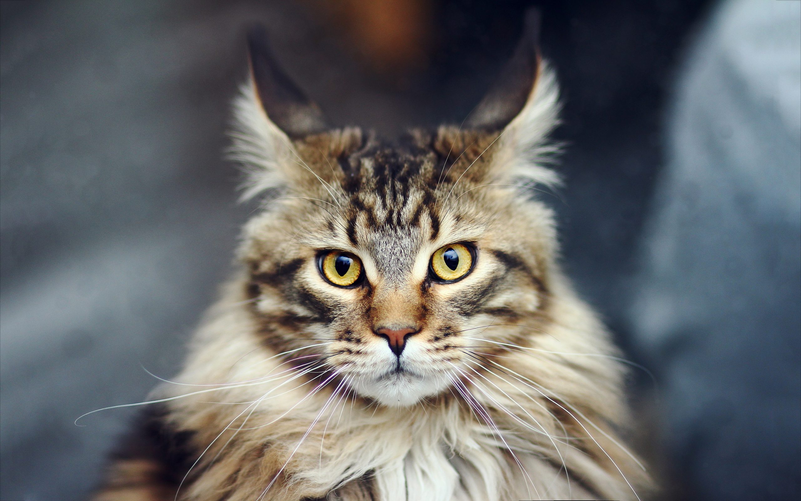 Physical Maine Coon Characteristics