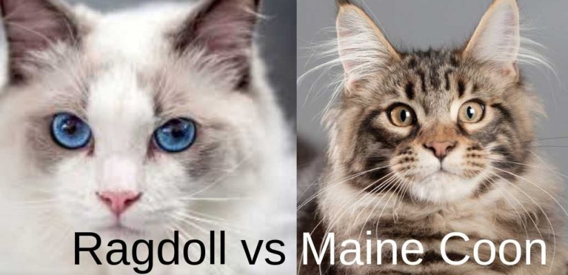 Ragdoll VS Maine Coon