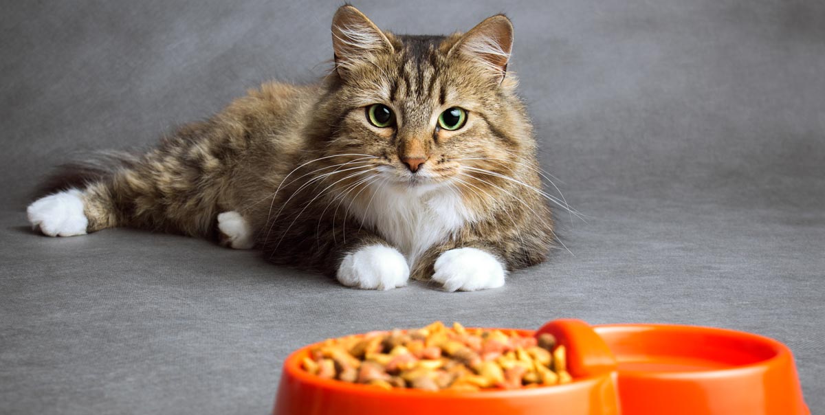 Signs Your Maine Coon Has a Sensitive Stomach